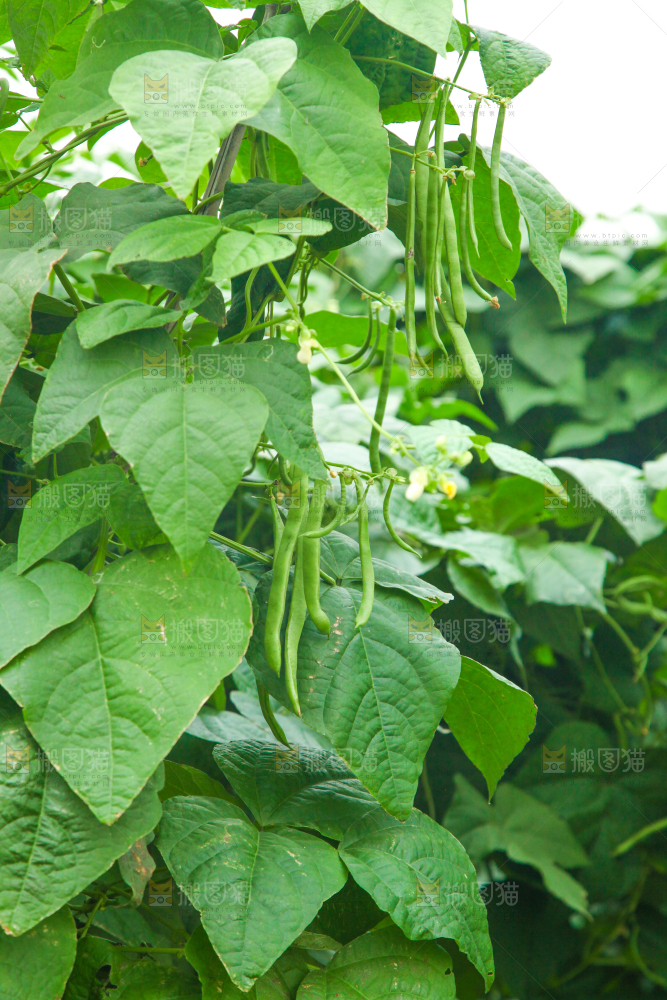 园子里种着四季豆