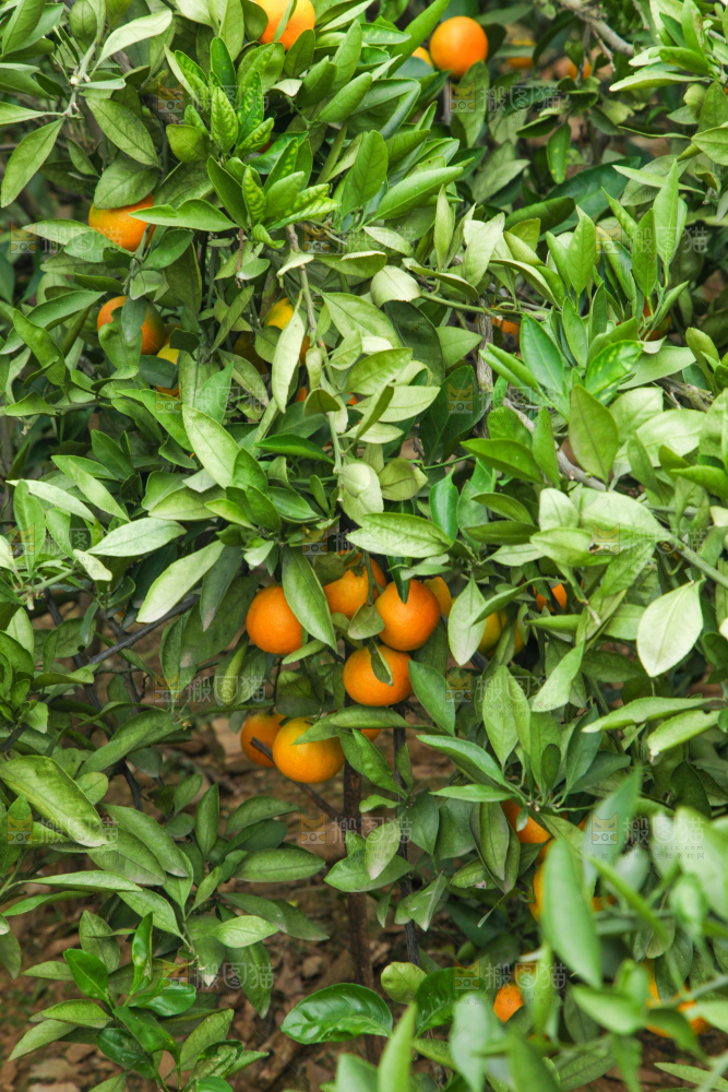 橘子种植基地