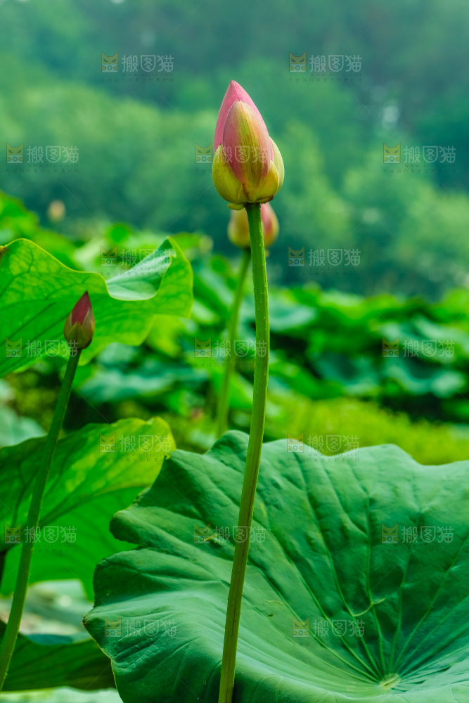 池塘里的荷花花苞