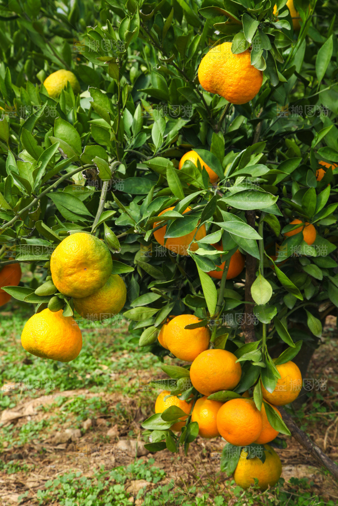 橘子种植基地