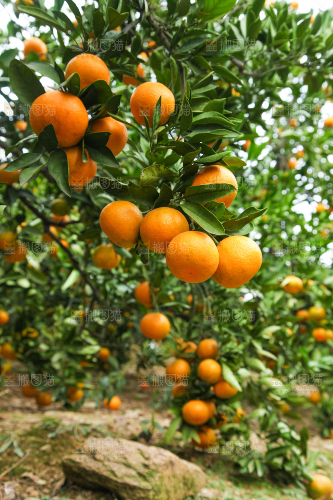 橘子种植基地