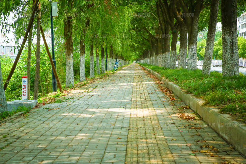 一条绿荫小路