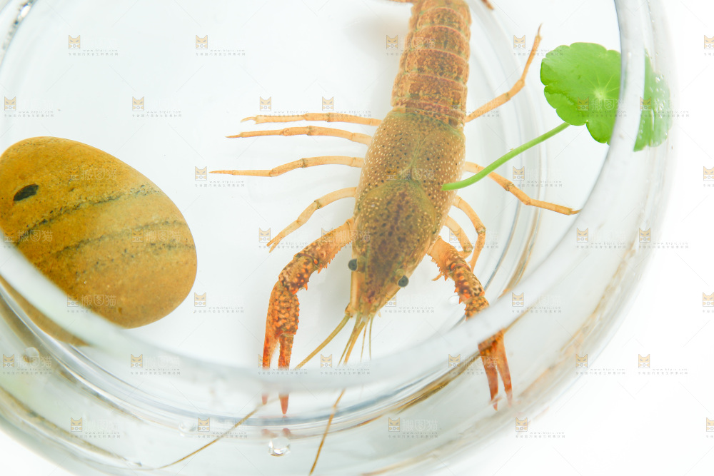 白底上的水缸里放着一只龙虾