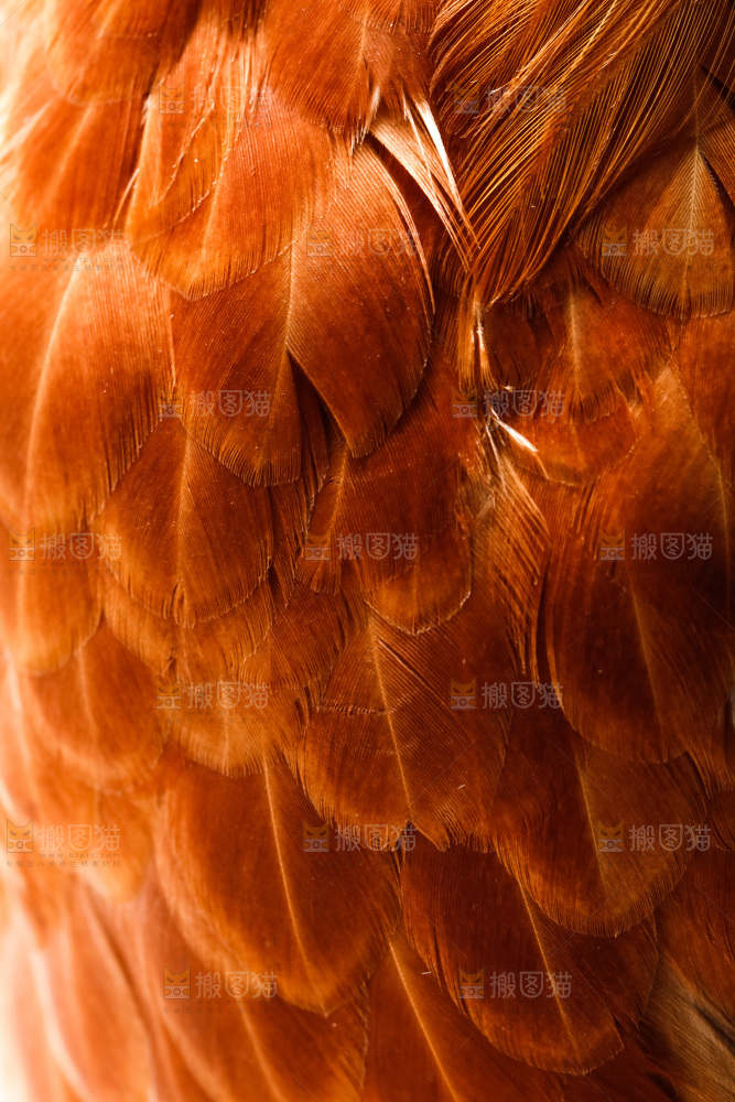 公鸡身上的羽毛