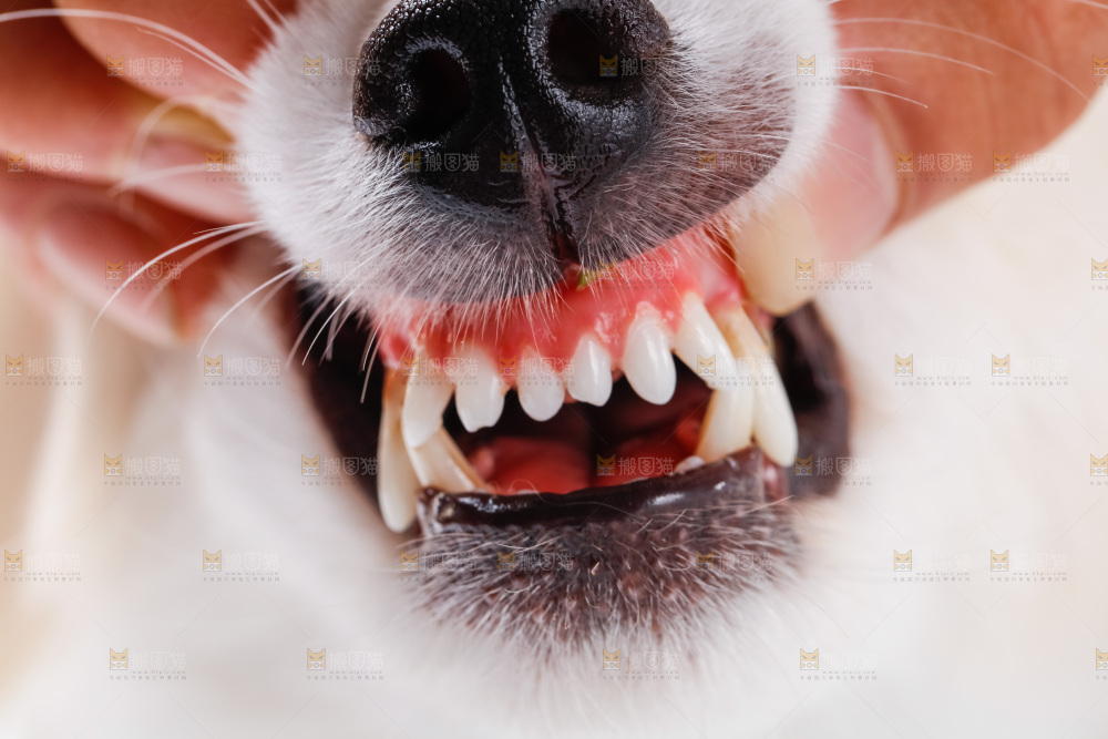 小狗的牙齿