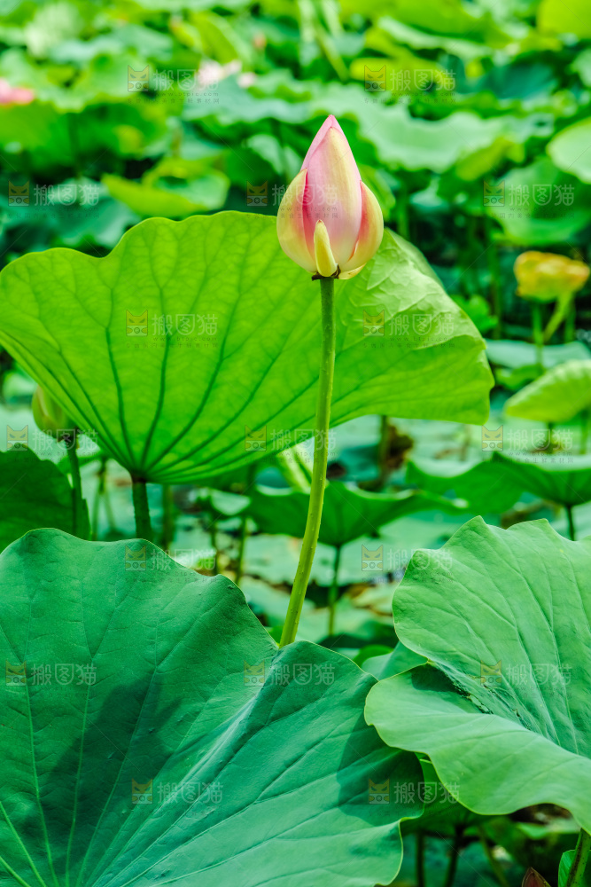 池塘里的荷花花苞