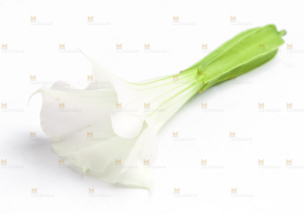 白底上的一朵花