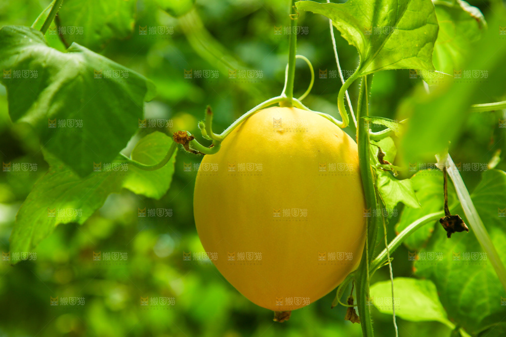 大棚里的香瓜