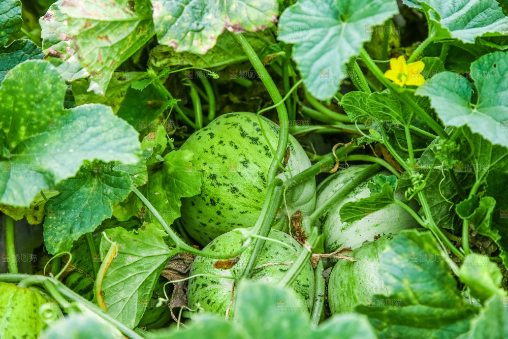 田地里种植的香瓜