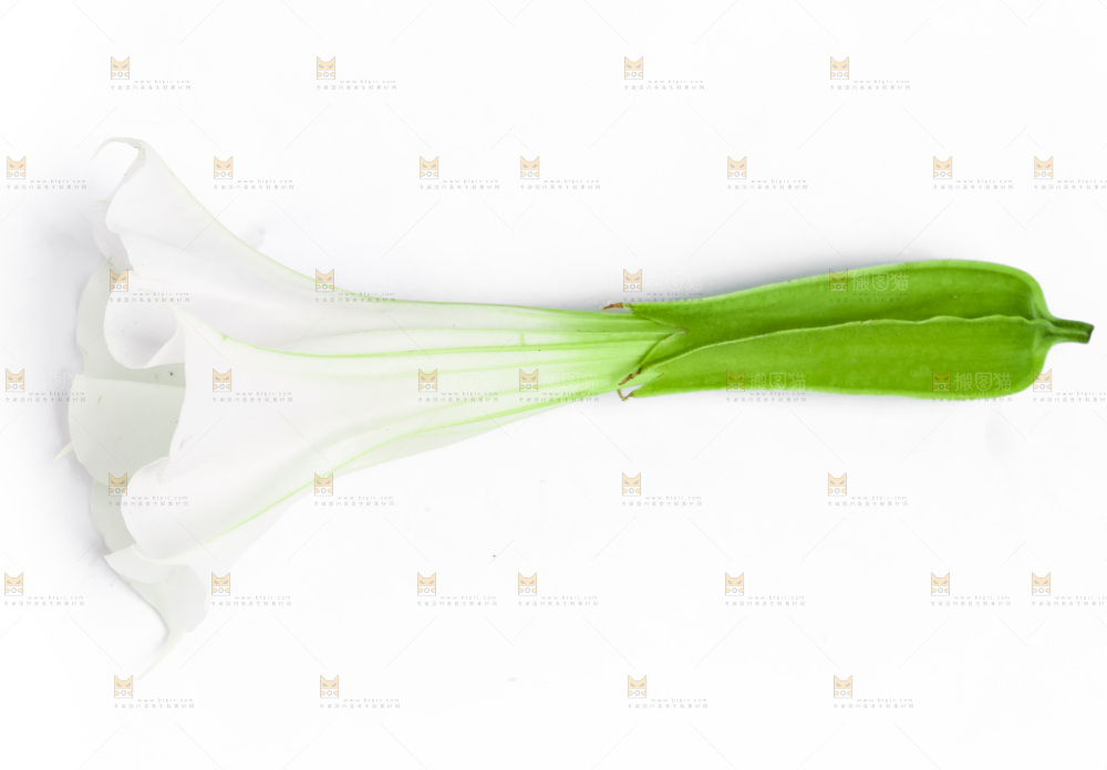 白底上的一朵花