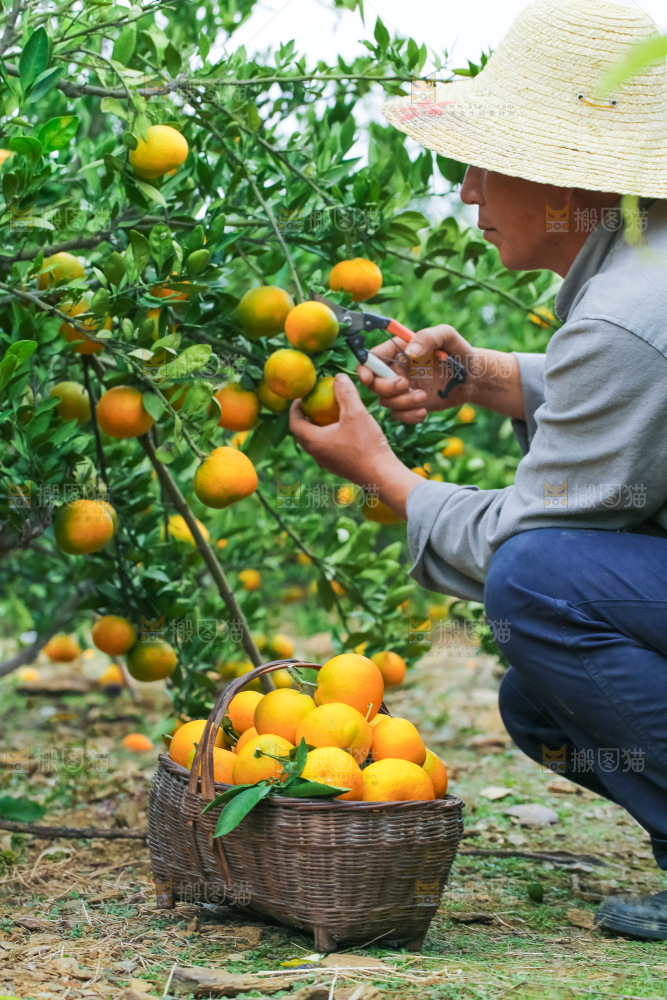 橘子种植基地