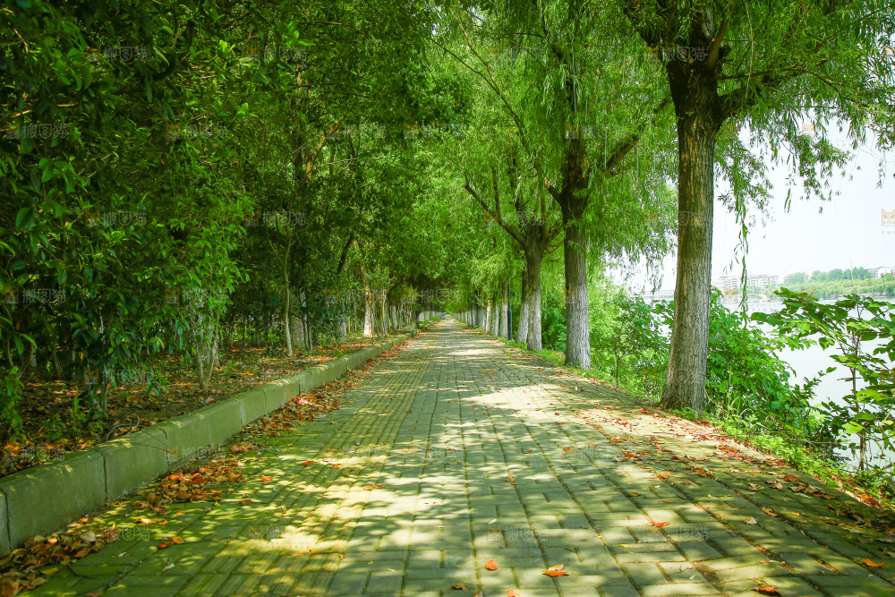 一条绿荫小路