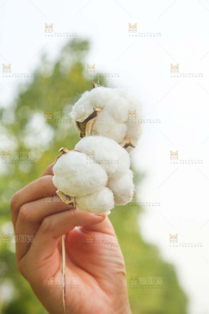 手里拿着棉花