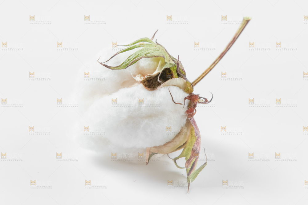 白底上的棉花