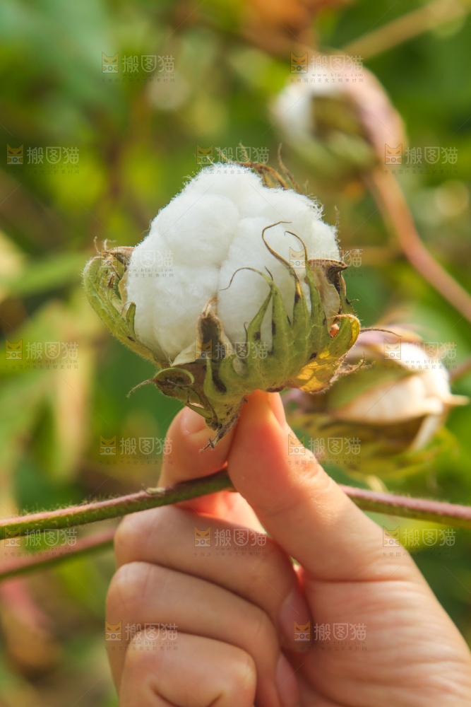 手里拿着棉花