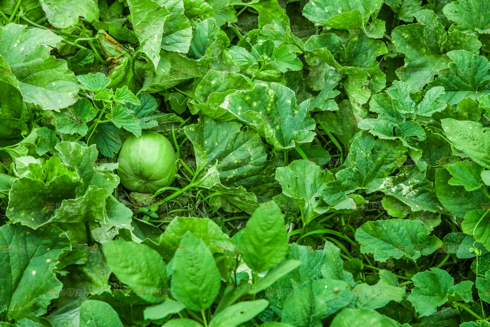 农田里种植的香瓜