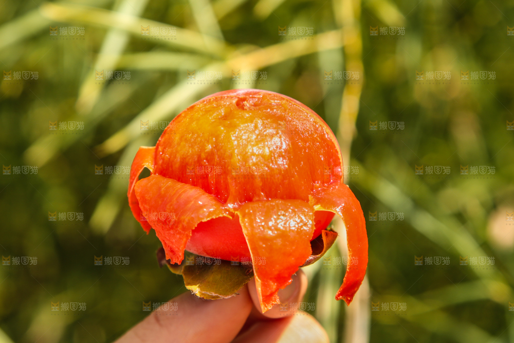 手里拿着柿子