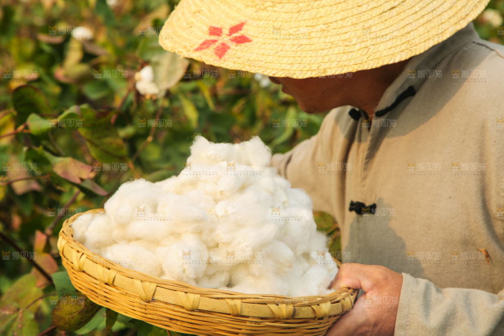 农民手里端着棉花