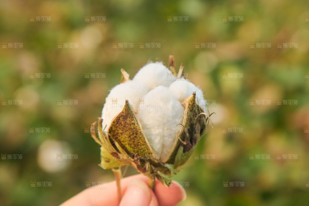 手里拿着棉花