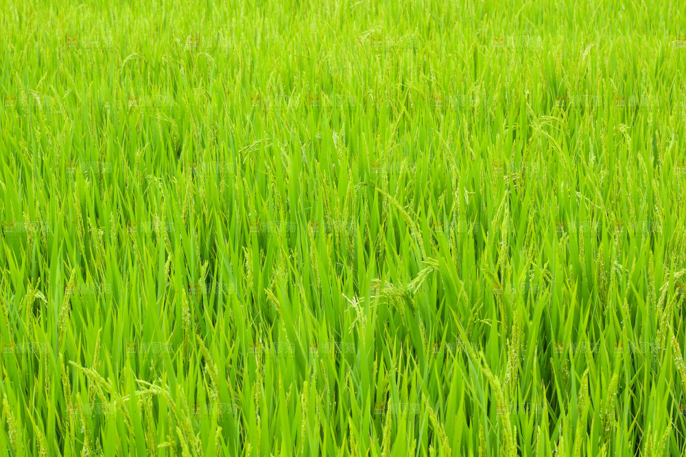 田里的稻谷