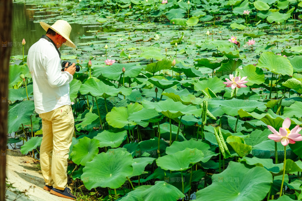 池塘里的荷叶