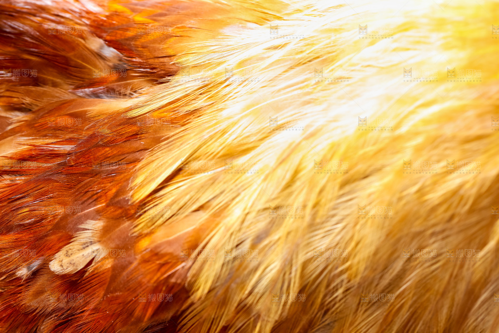 公鸡身上的羽毛
