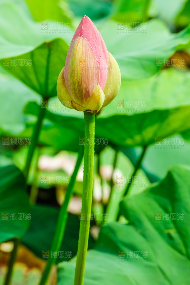 池塘里的荷花花苞