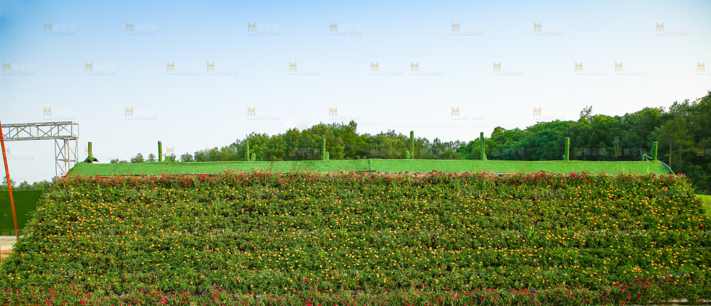 路边的植物观景