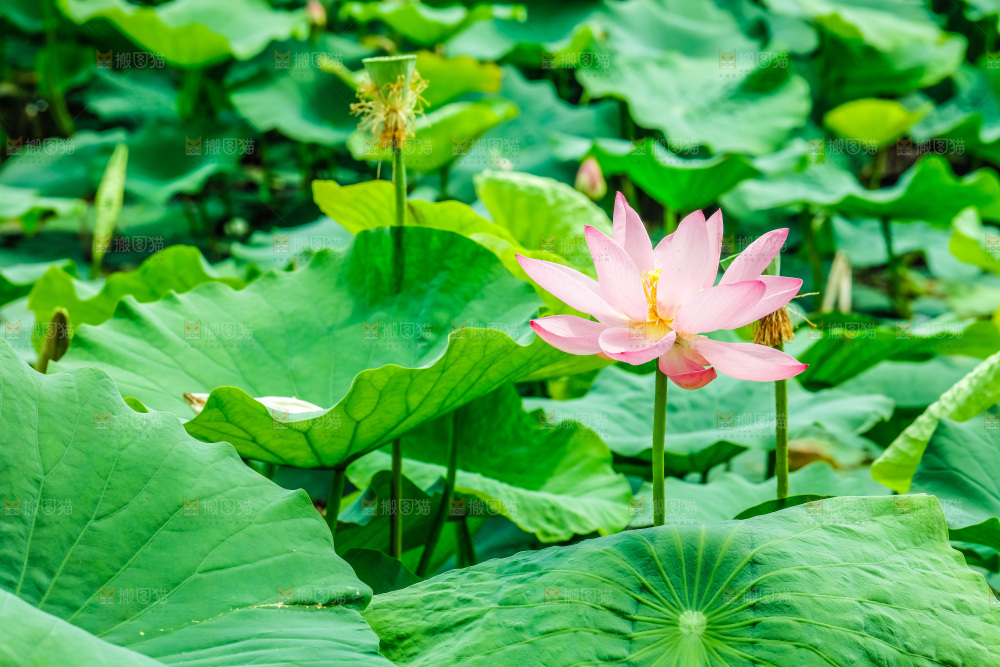 池塘里盛开的荷花