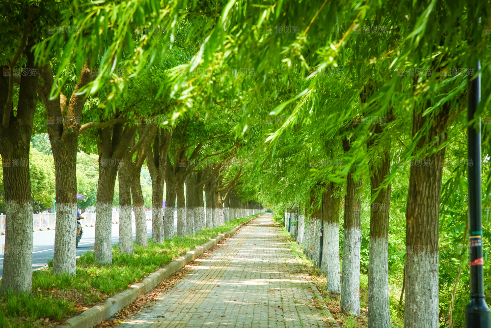 一条绿荫小路