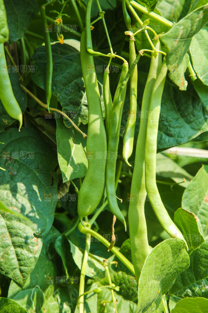 菜园里的扁豆