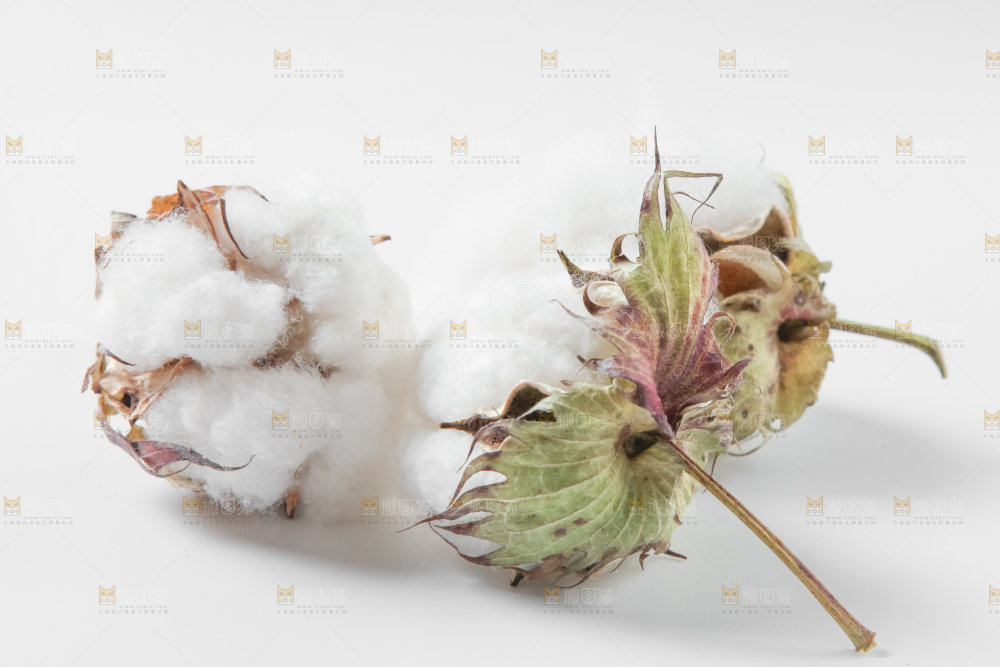白底上的棉花