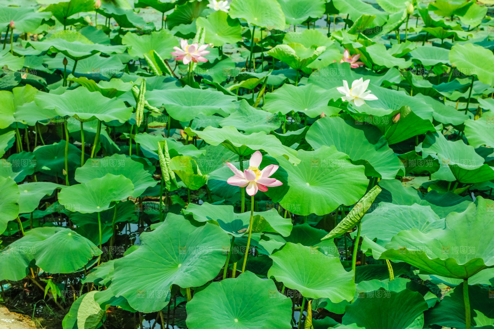 池塘里的荷叶