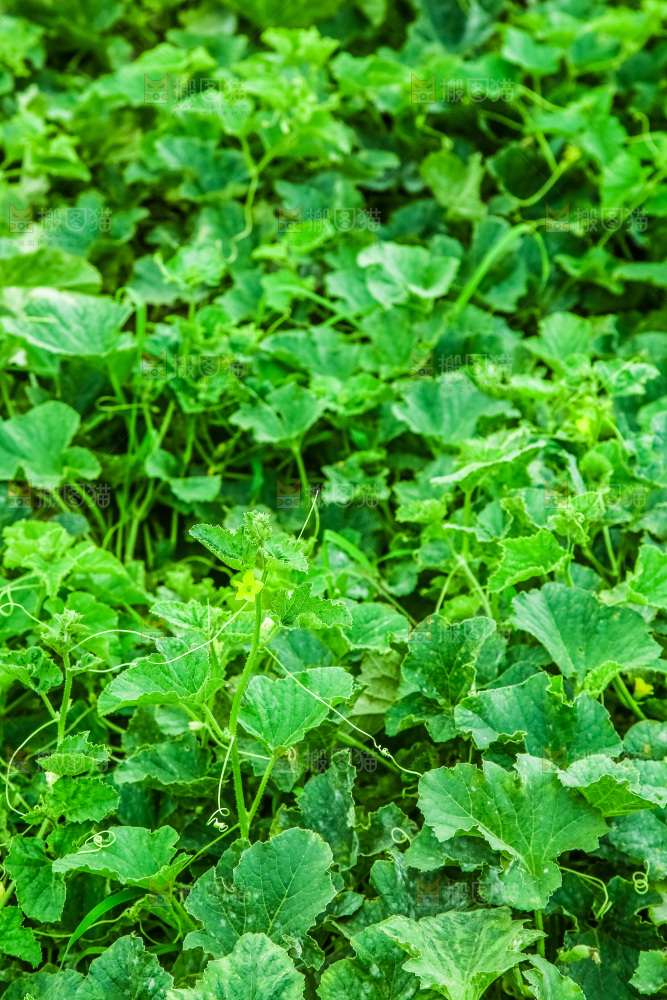 田地里种植的香瓜