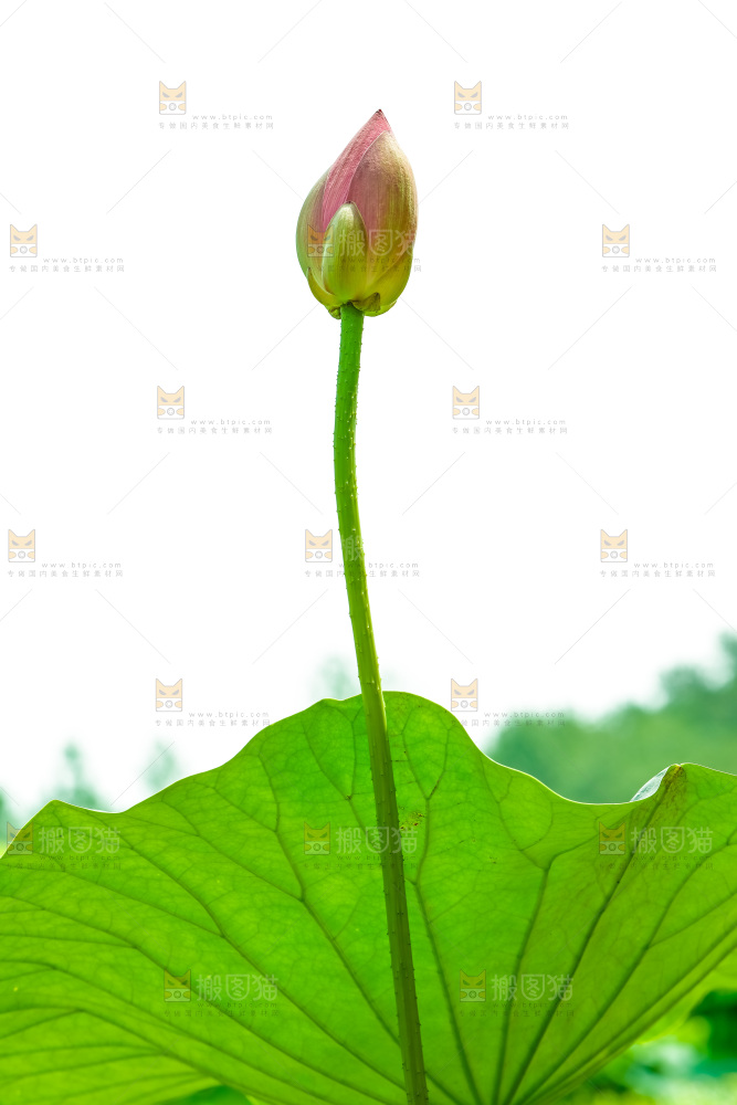 池塘里的荷花花苞