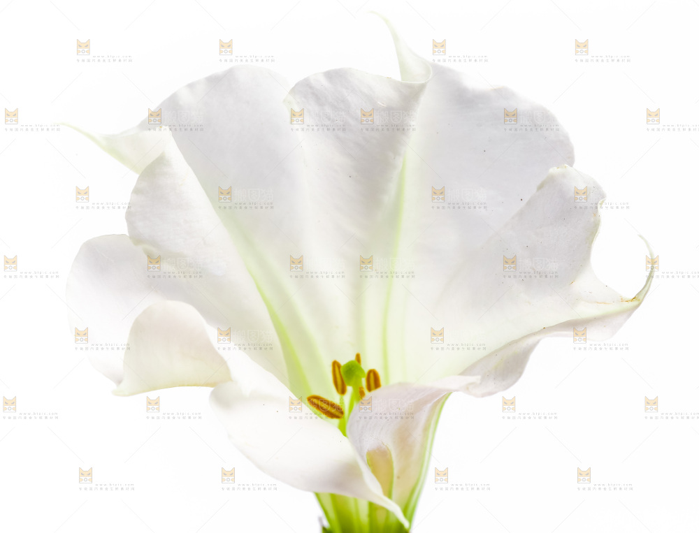 白底上的一朵花