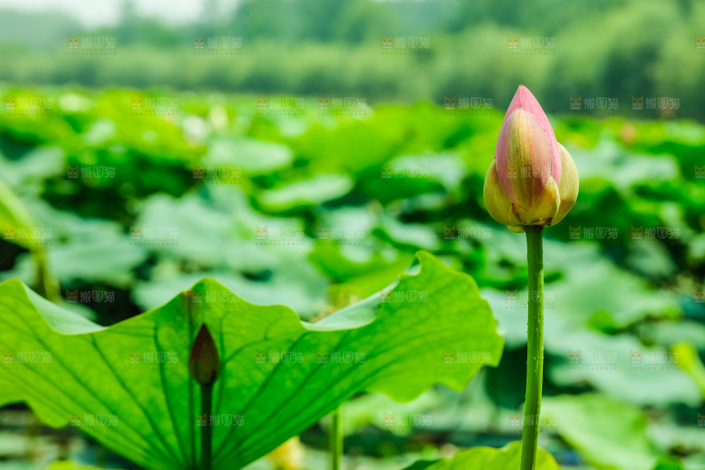 池塘里的荷花花苞