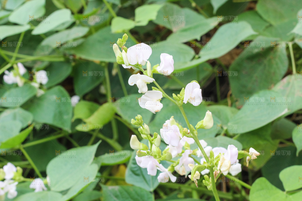 户外的扁豆花