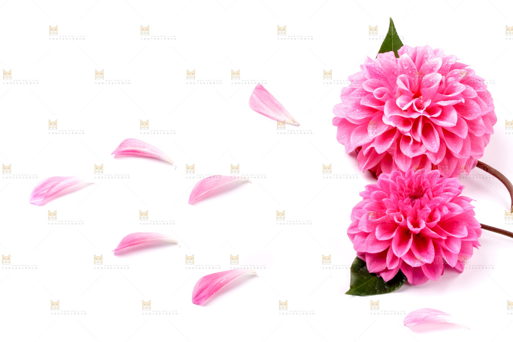 浅底上摆放着花朵
