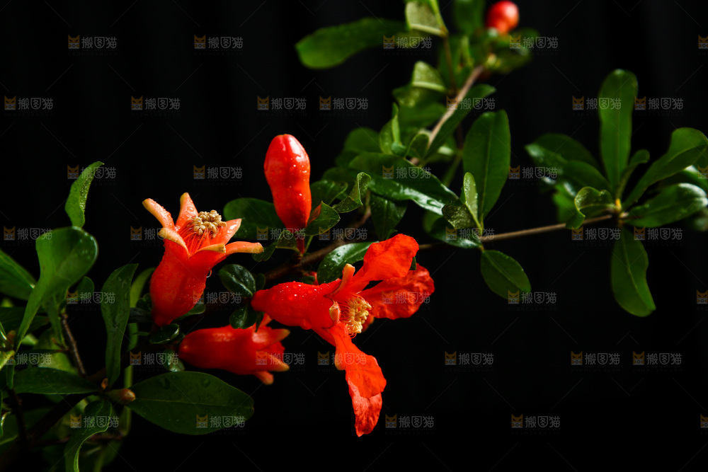 黑底上的石榴花