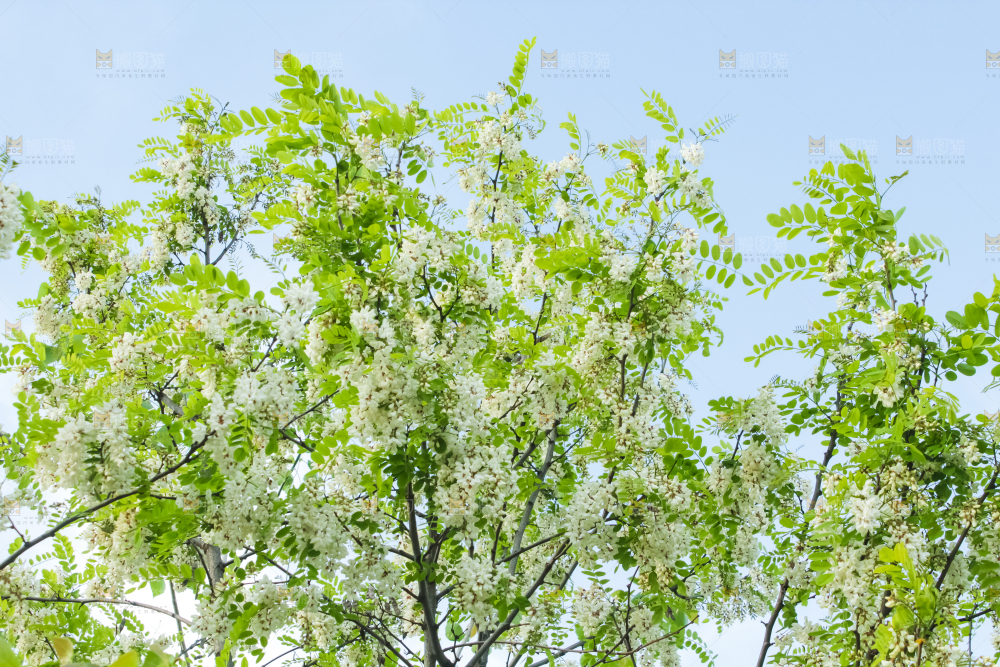 槐树槐花