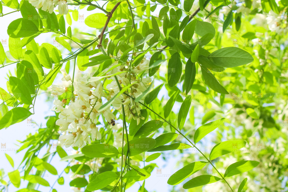 槐树槐花