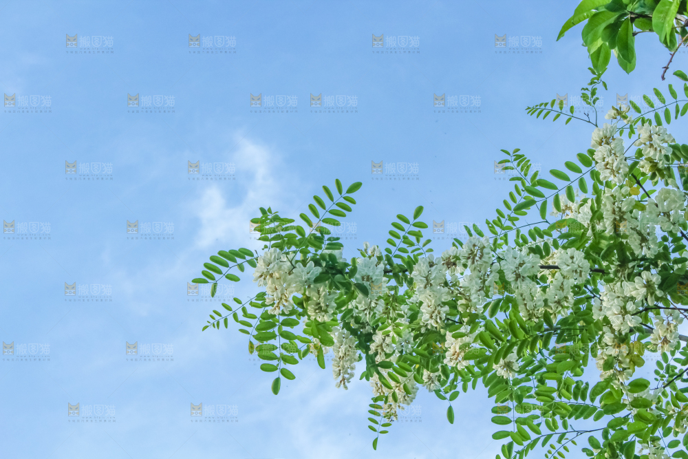 槐树槐花