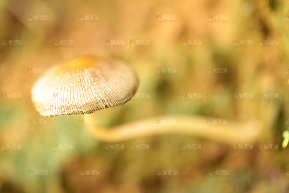野生菌菇