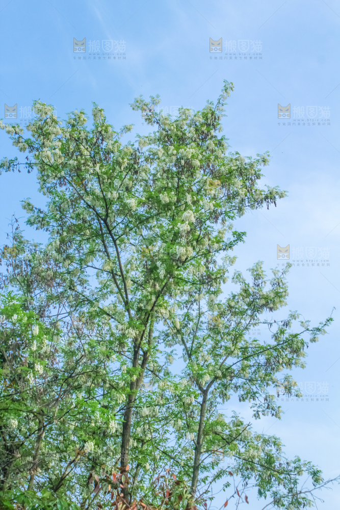 槐树槐花