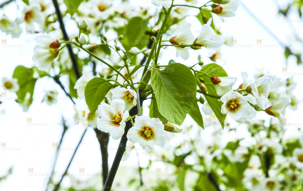 树枝上的花朵