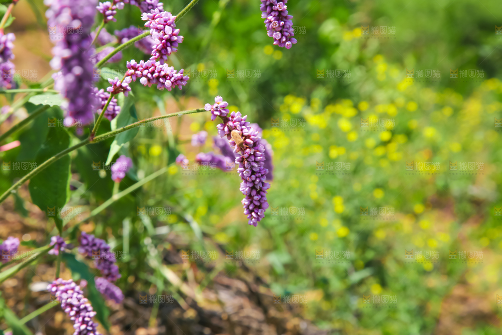 野外的麦冬花