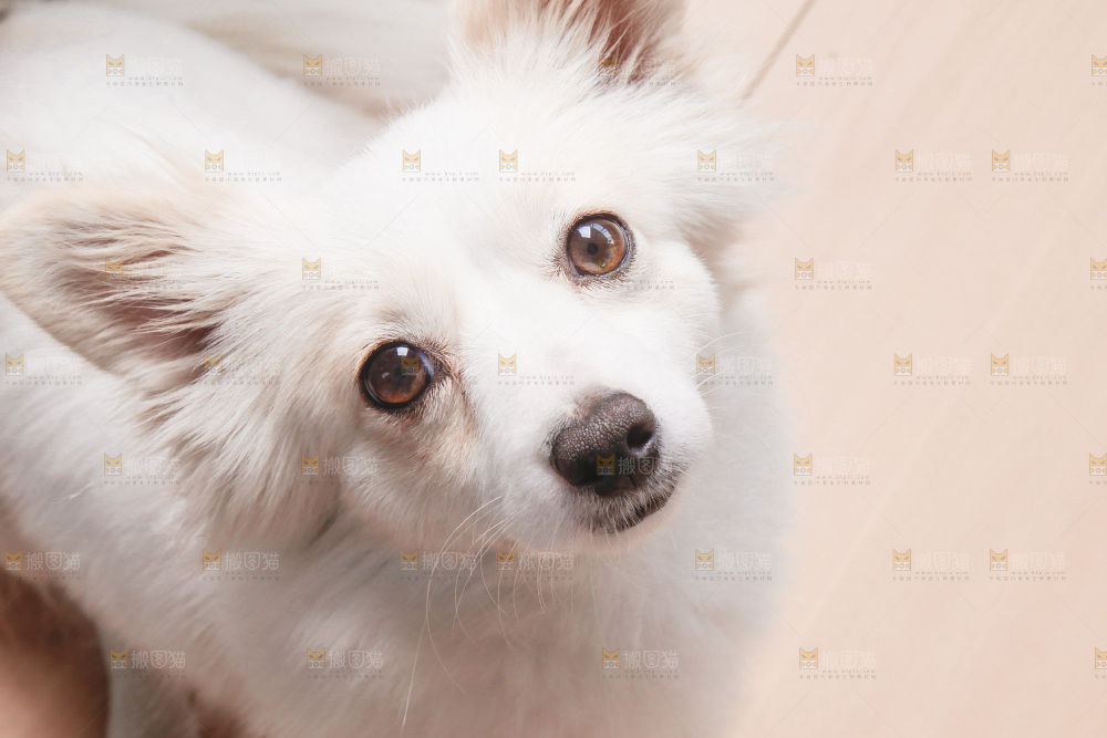 一只小白狗