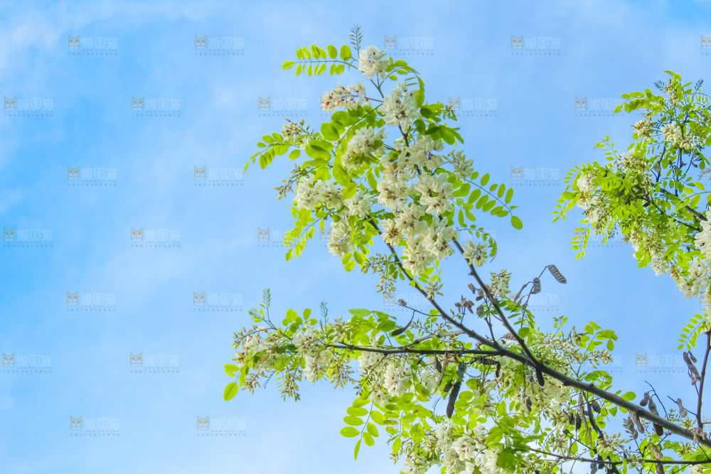 槐树槐花