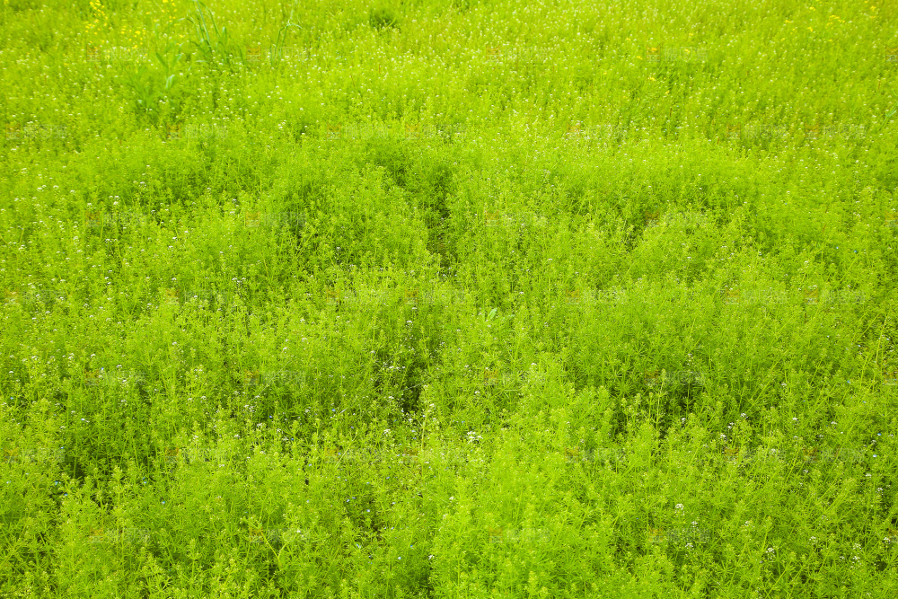 一片绿植